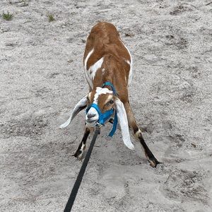 Meet your Posher, Lili